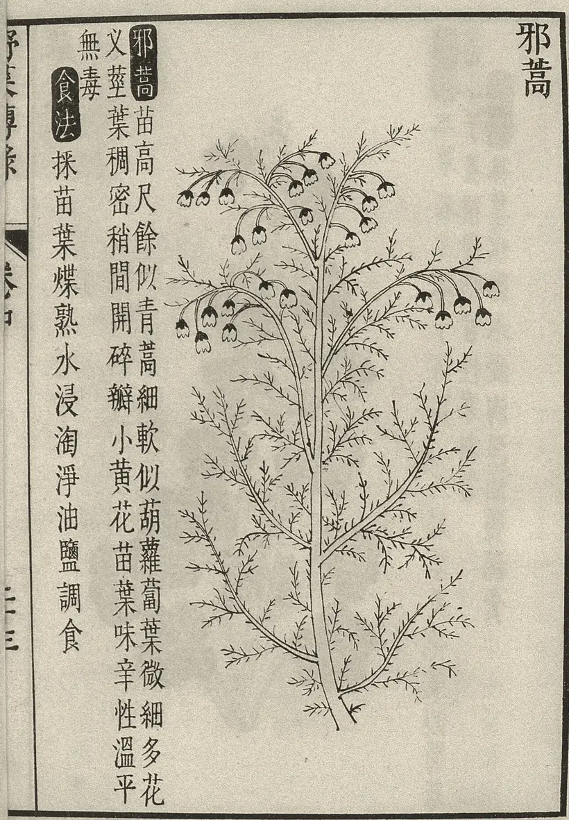 《野菜博录》中的邪蒿一页：左侧竖排写着名称、形态与食法，右侧画着一株枝叶细碎、垂着小花的邪蒿