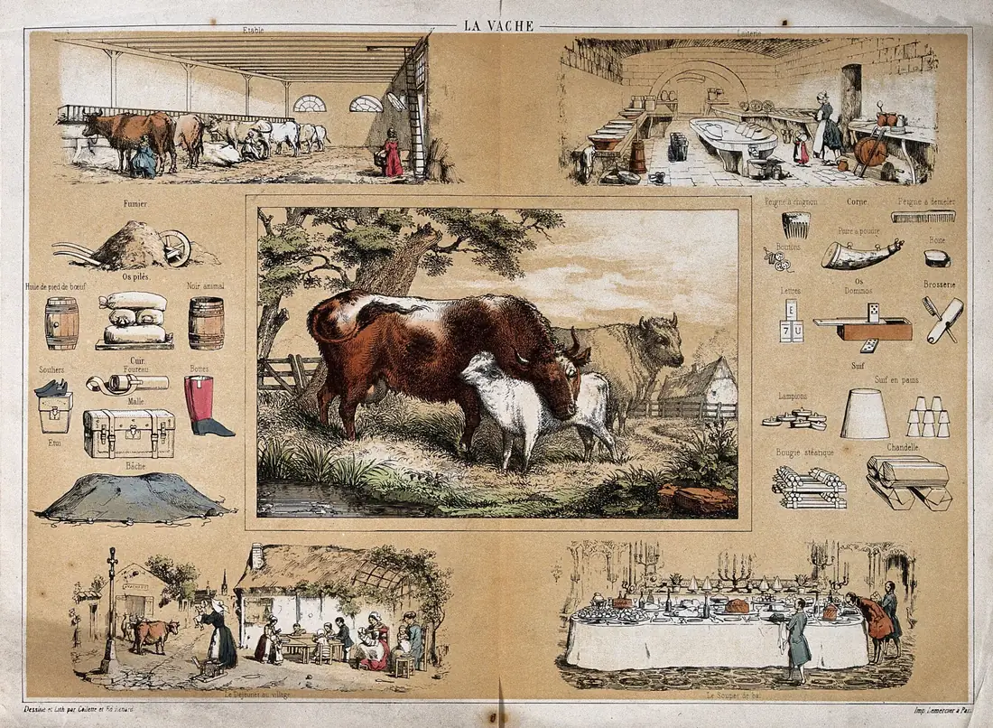 1849 年的彩色石印《母牛》：中间是母牛与牛犊，四周小图画着牛舍、乳品间、皮靴、箱子、牛角梳、蜡烛等从牛身上取用的东西