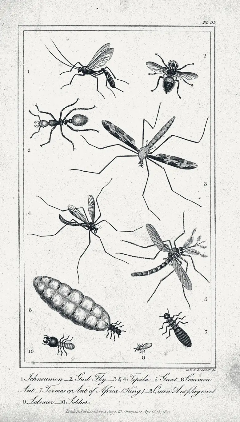 1822 年伦敦出版的昆虫图版：姬蜂、牛虻、大蚊、蚊子和一只蚂蚁，下方是白蚁的王、后、工、兵，后的腹部膨大如囊